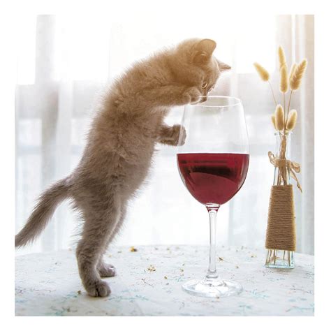 Just One Glass Wine Cat Art Photographs Greeting Card Cards