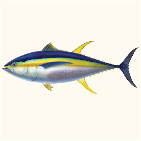 Yellowfin Tuna Alpha Predator Anglers Journal A Fishing Life