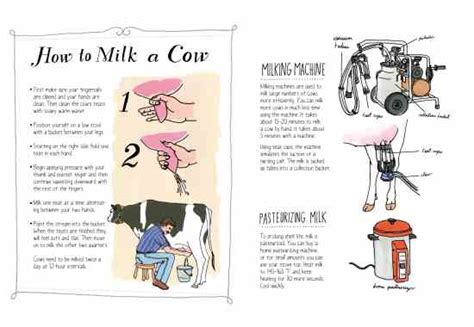 Farm Anatomy How To Milk A Cow Grit