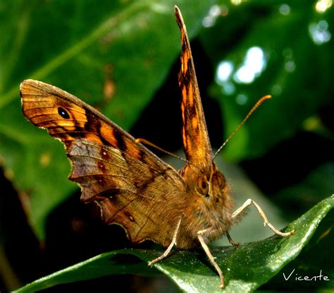 Fotografia Lepidopteros Mariposas Y Polillas