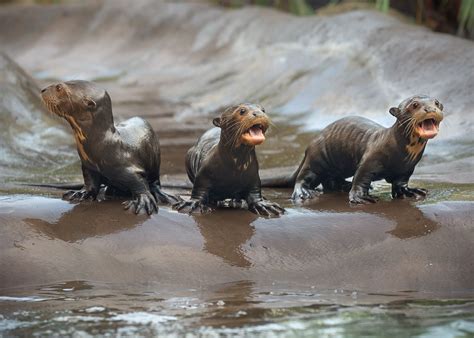 Excited To Introduce Our Three Endangered Giant River Otter Pups Born