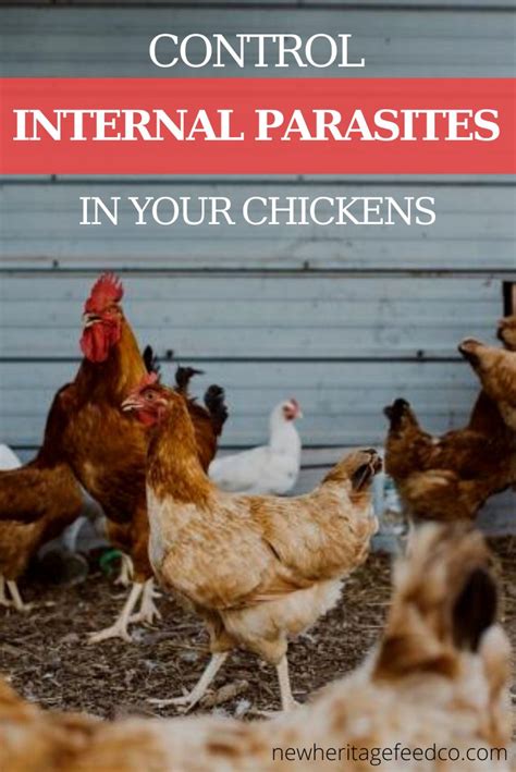 Control Internal Parasites In Your Chickens Chicken Mites Chickens