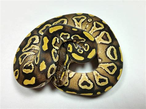 Mojave Red Gene Trick Morph List World Of Ball Pythons