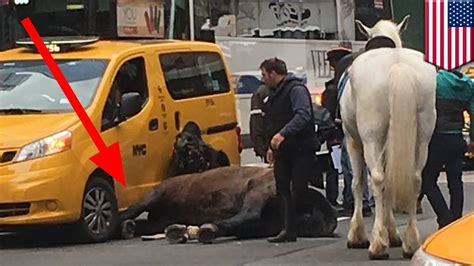 Horse Drawn Carriage Accident Spooked Horse Gets Hit By Taxi Cab And