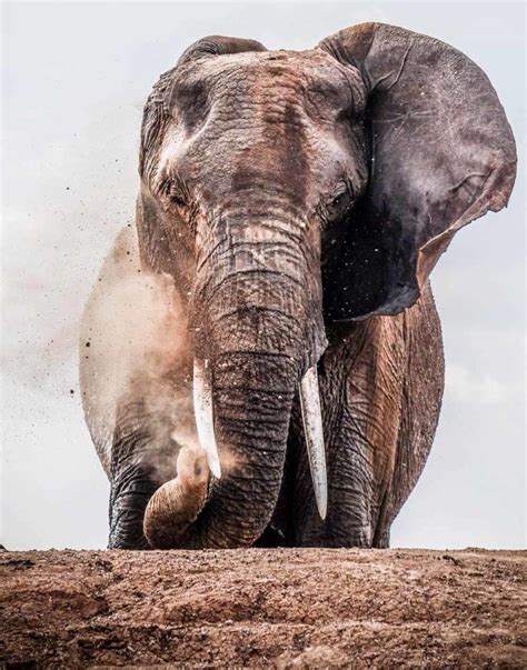 The Alarming Results Of The Great Elephant Census Bush Story Singita