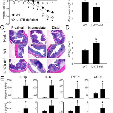 Il B Deficient Mice Exhibit Exacerbated Colitis Download Scientific Diagram