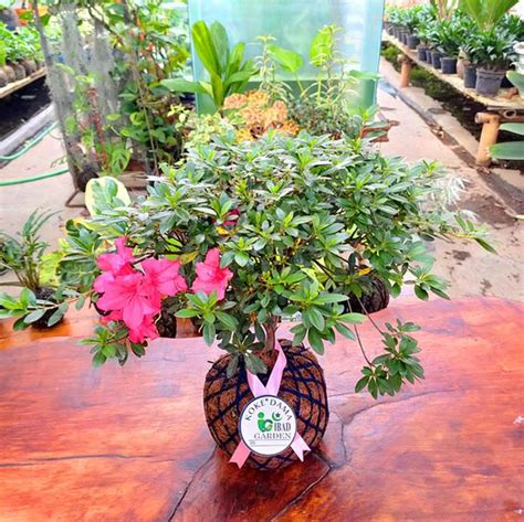 Ini cara pasang rumput tiruan atas tanah paling mudah. TANAMAN HIAS BUNGA TAHAN PANAS Kokedama Azalea bunga merah ...