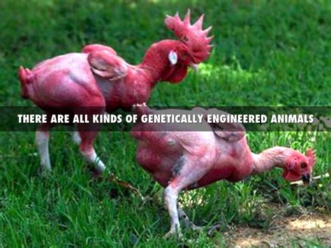 Genetically Engineered Animals By Kim Lange
