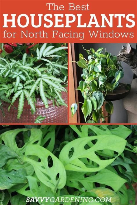 The Best Houseplants For North Facing Windows North Facing Windows In