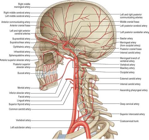 When a person has a stroke it can be from blockage in 1 or both of the carotid arteries in the neck. Head and neck: overview and surface anatomy | Basicmedical Key