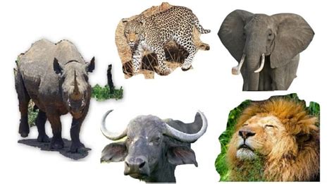 The Big Five Animals In Kenya Africa Southern Valley Safaris