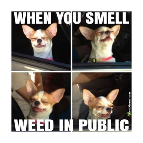 When You Smell Weed In Public Meme Funny Stoner Chihuahua Weed Memes
