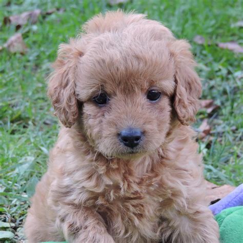 F1B MINI GOLDENDOODLE | FEMALE | ID:5545-LM ? Central Park Puppies