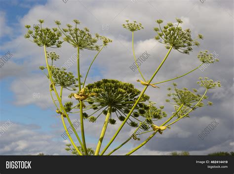Heracleum Sosnowskyi Image And Photo Free Trial Bigstock