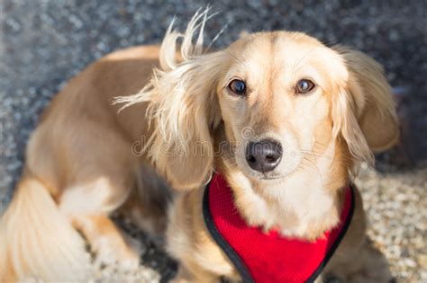 880 Red Long Haired Dachshund Stock Photos Free And Royalty Free Stock