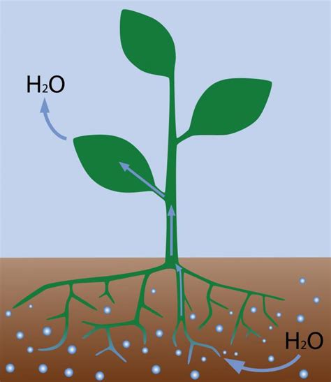 Water Transpiration In Plants Sc Garden Guru