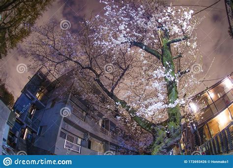 Cherry Blossoms Of Inokashira Park Stock Photo Image Of Plant Night