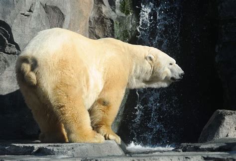 Lyutyik The Polar Bear Alaska Zoo Webcam Star Has Died Anchorage