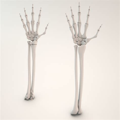 Max Skeletal Hand