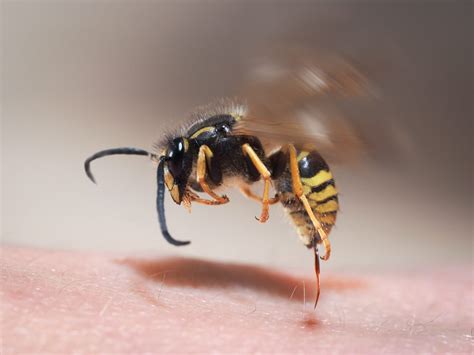 Stings From Yellow Jackets Identifying Yellow Jacket Nest And Getting