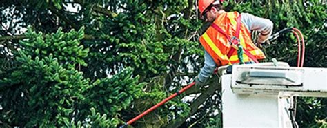 Bucket Truck Service For Efficient Tree Removal Dreamworks Trees