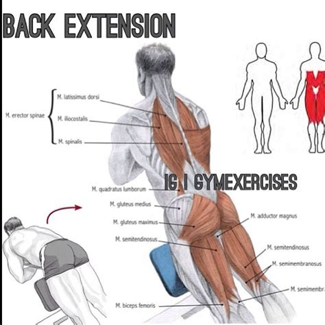 Back Extension Progression Wrestler