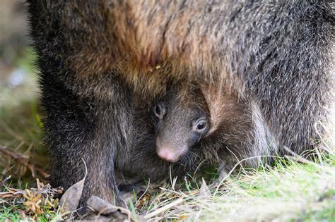 Common Wombat Joey In Pouch Stock Image C0516166 Science Photo