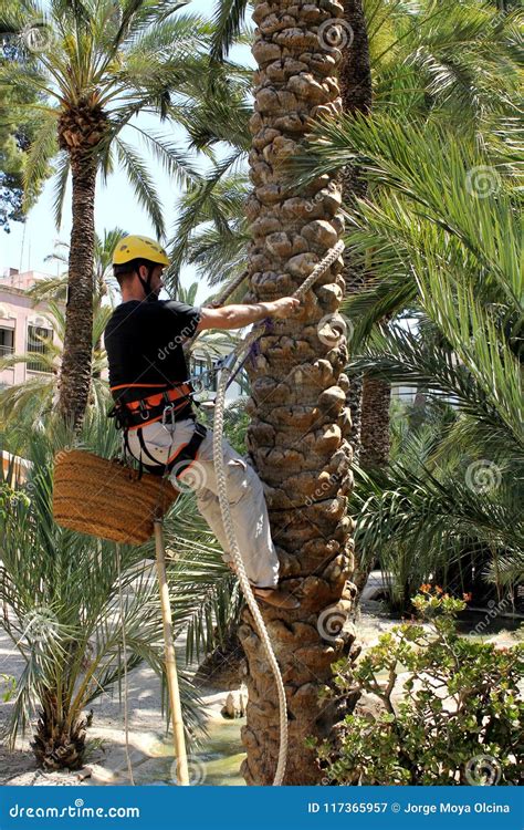 A Climber Man Is Climbing A Palm Tree During An Exhibition In Elche
