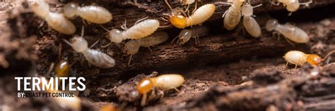 Pest control personnel cannot treat every pest issue the same way, as every pest has a different biological makeup, food source and habitat. Coast Pest Control