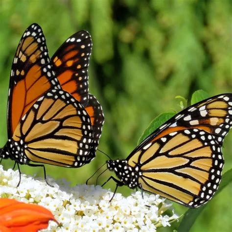 Monarch Butterfly Mix Flower Seeds Heirloom Native Flower Seeds