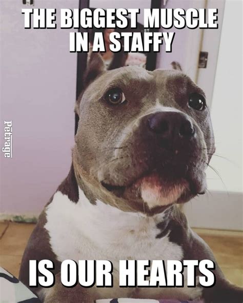 Truth For A Great Breed Staffy Dog Funny Dogs Dog Parents