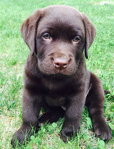 English Chocolate Lab Puppies For Sale