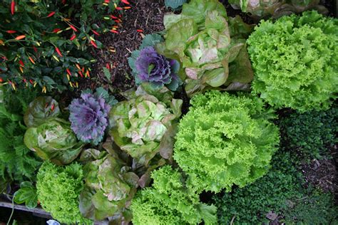 Edible Landscaping Ornamental Plants You Can Eat