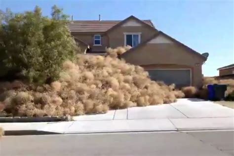 southern california town invaded by tumbleweeds [video] b104 wbwn fm
