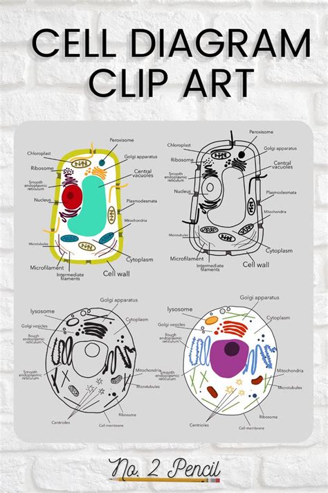 Animal And Plant Cell Clip Art Plant Cell Cell Diagram Clip Art