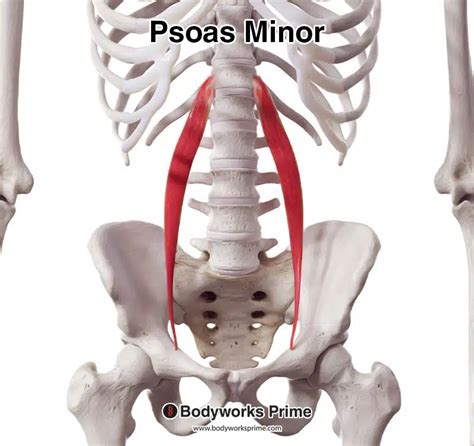 Psoas Minor Muscle Anatomy Bodyworks Prime
