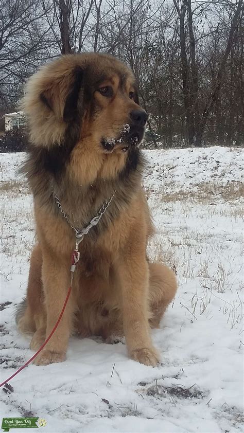 Mighty Kaine Tibetan Mastiff From Hungary Stud Dog In International