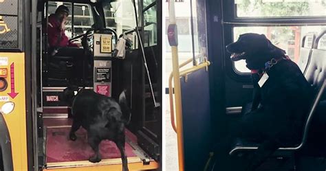 Fakeagent hot blonde loves doggy style. Every Day This Dog Rides The Bus All By Herself To Go To ...