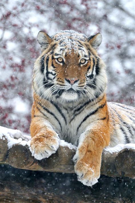 Majestic Snow Tiger Snow Tiger Animals Beautiful Cute Animals