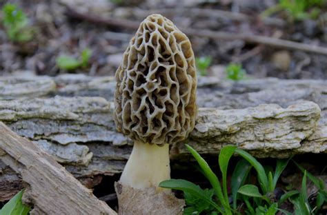 Is There A Mushroom Identifier App Types Of Edible Wild Mushrooms
