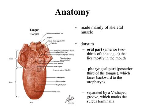 Human Anatomy 4c Diagram Of Tongue