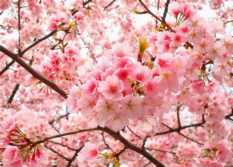 Japanese Culture Cherry Blossom