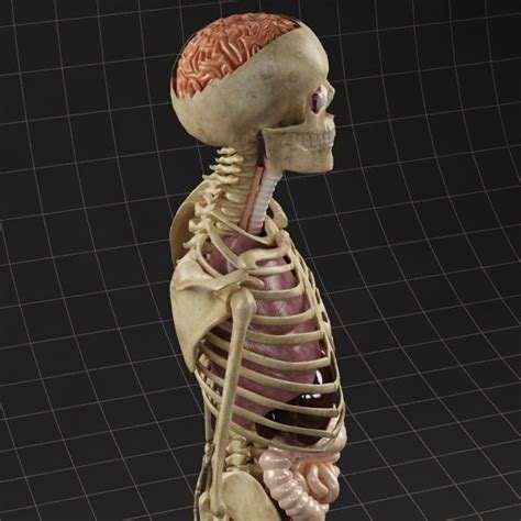 It is considered the biggest organ in the human body. Anatomy Internal Organs Male 3D Model .max - CGTrader.com