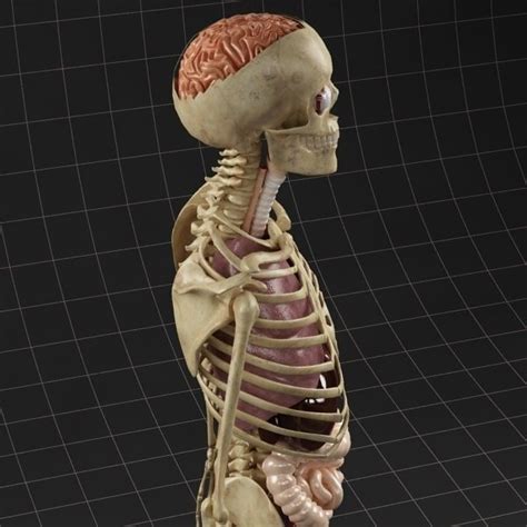 The number of organs in any organism depends on which precise definition of the term one uses. Anatomy Internal Organs Male 3D Model .max - CGTrader.com