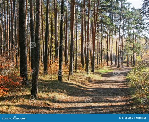 Autumn Landscape Sunlit Autumn Pine Forest Stock Photo Image Of