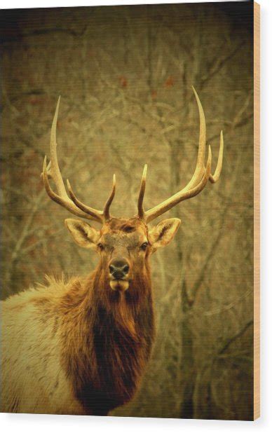 Arkansas Elk Photograph By Linda Fowler