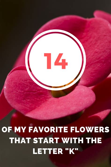 In a similar fashion, people with other professions were named accordingly such as schmidt for a smith or müller for. Flowers That Start With K (Including Pictures) - 14 Of My ...