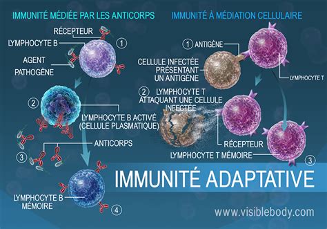 Immunité Lymphatique