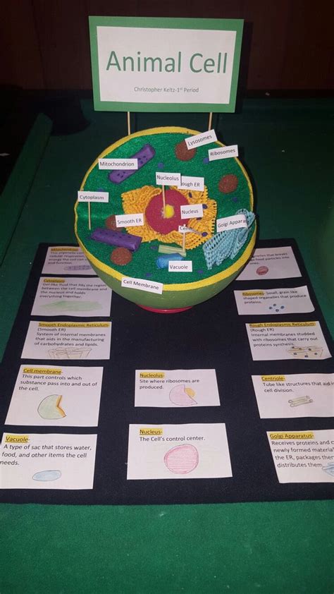 Check spelling or type a new query. Chris' 6th Grade Animal Cell | Cells project, Animal cell ...