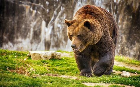 Brown Bear Ursus Arctos